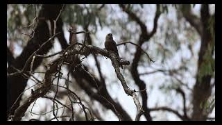 QuickBird: Dusky Woodswallow QuickBird: Dusky Woodswallow