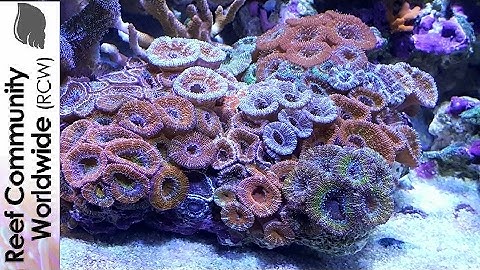 How to Reduce Nitrates in a Saltwater Reef Tank