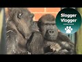 Amazing time between gorilla lope and biddy