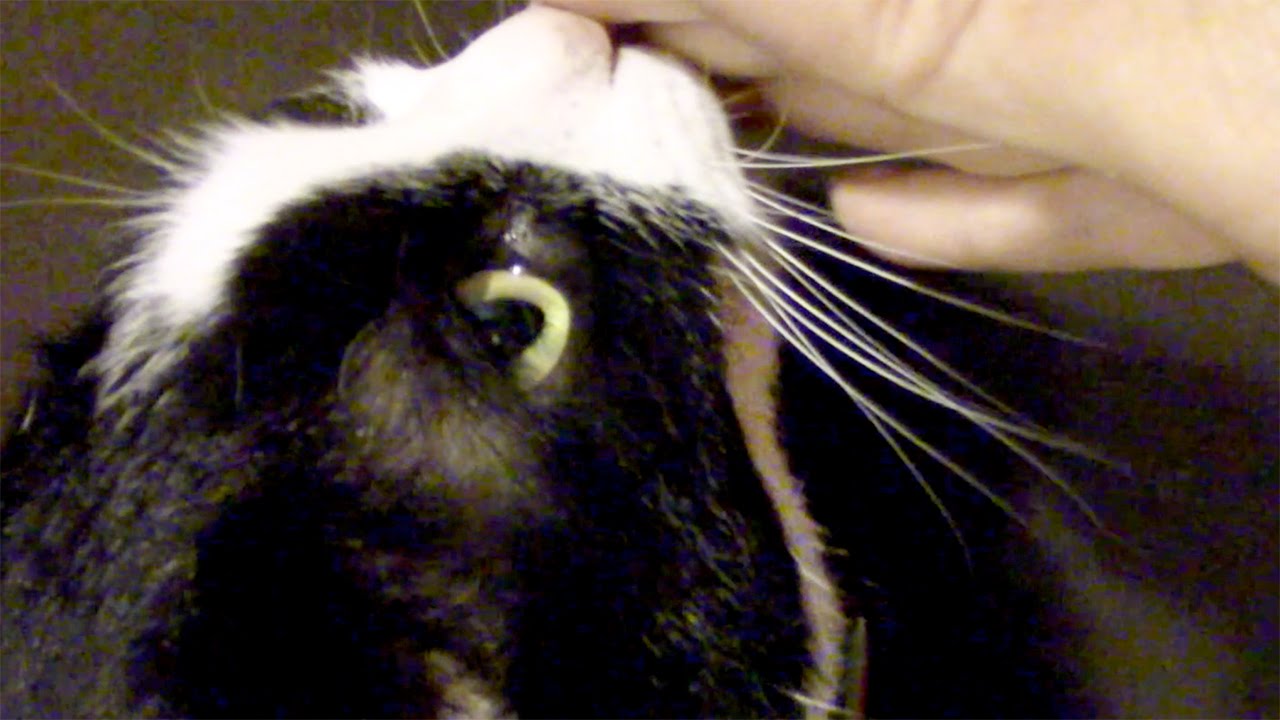 撫でて 玄関で甘える猫 ハッチ かわいい鳴き声で話す猫 Cute Cat Hatch Meows At The Entrance Sweet Kitty 猫 黒猫 かわいい