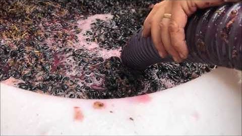 How to Crush Wine Grapes