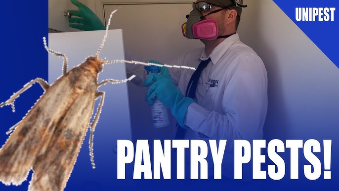 Are You Struggling With Pantry Pests In Milford?