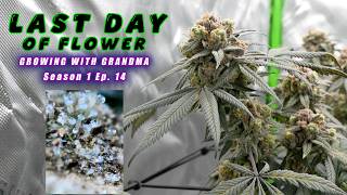 DAY 65 FLOWER | GROWING WITH GRANDMA