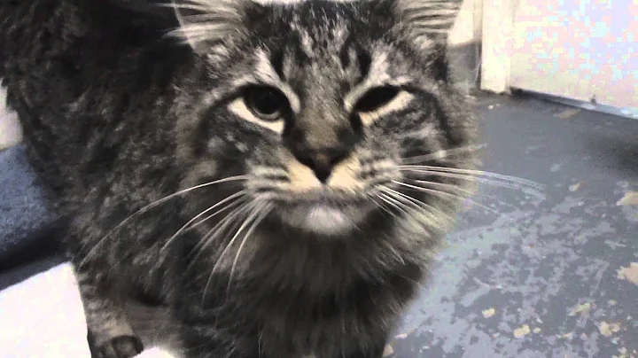 Watch the video about Prince 2-3 yr old Long Hair Tabby- Rifle Animal Shelter 970-625-8808