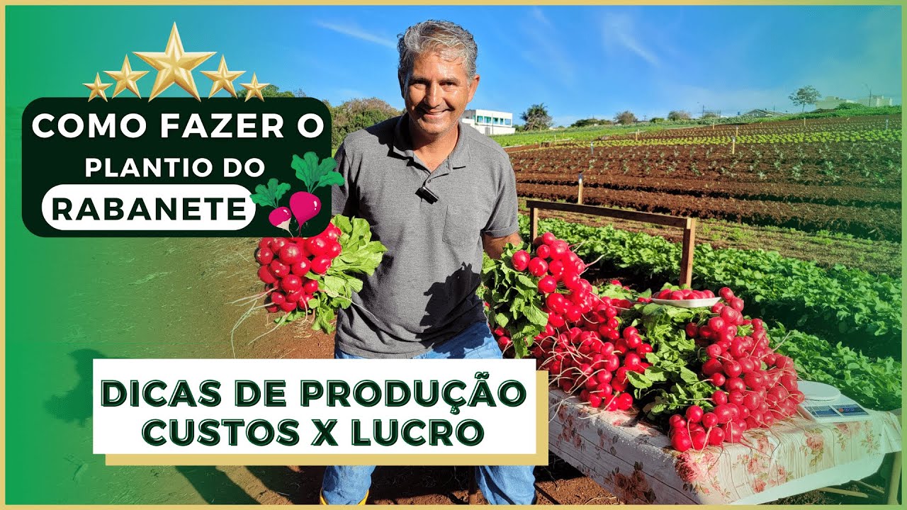 VARIAS DICAS PARA COLHER UM RABANETE COM QUALIDADE