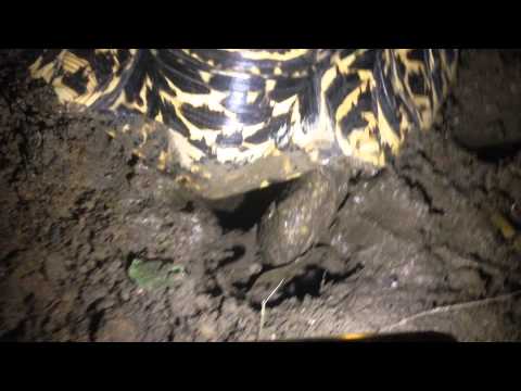 Leopard tortoises lay their eggs 豹龜生蛋挖土－4