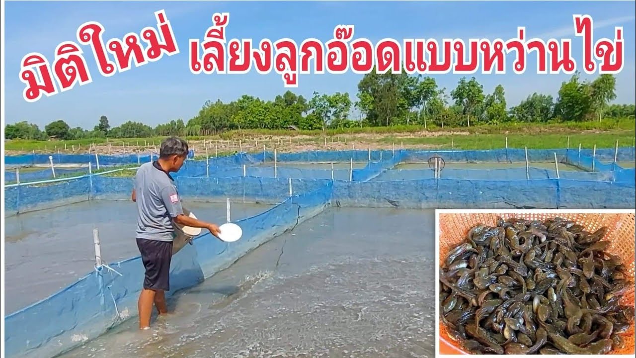 วิธีง่ายๆเลี้ยงลูกอ๊อด,ฮวก,ลูกกบ,หว่านใข่18วันได้ขาย/An easy way to