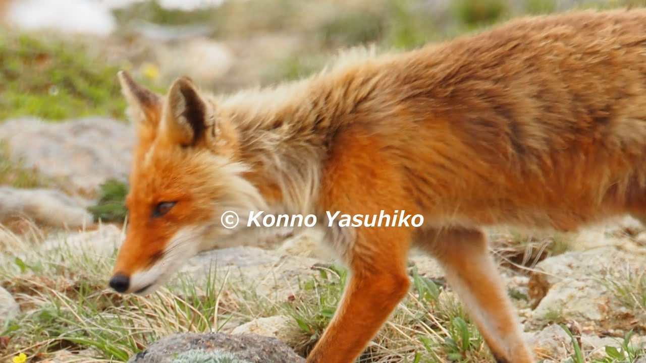 北の狩人、大雪山のキタキツネ。本州以南のホンドギツネとの違いを