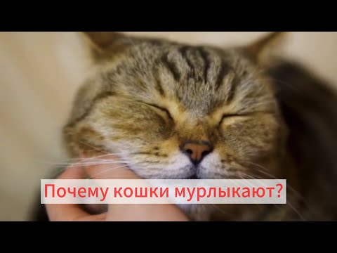 Почему кошки мурлыкают? Не только от удовольствия!
