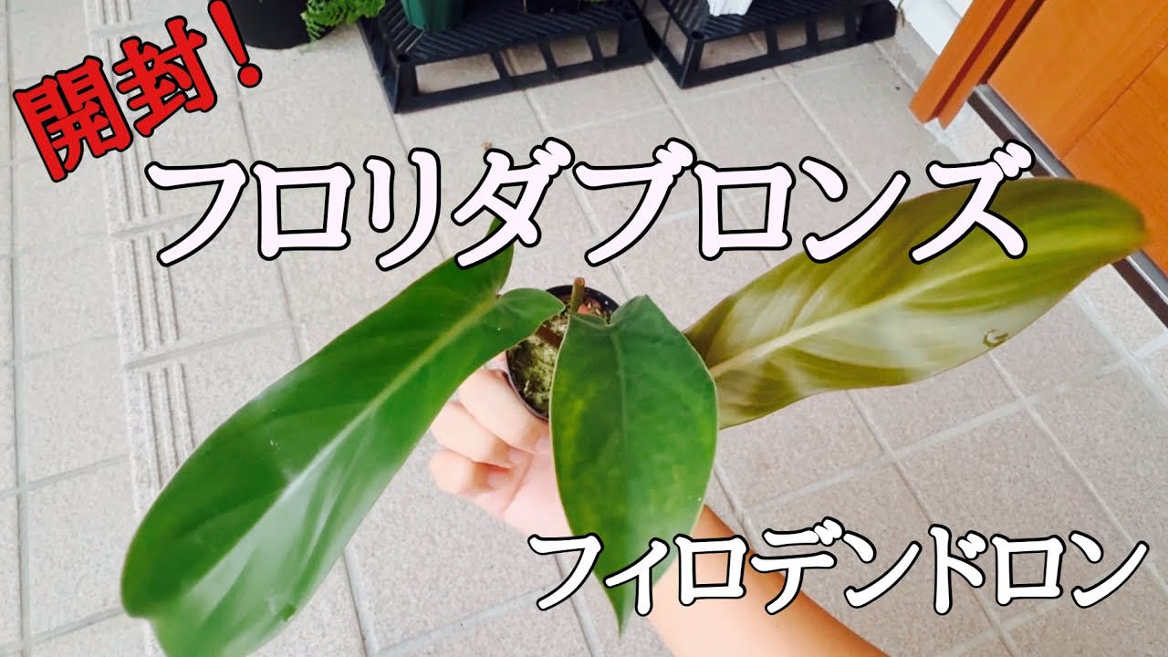 フィロデンドロン　フロリダブロンズ　村長の直売所 YouTube