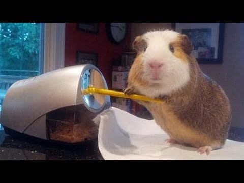 Funny And Cute Guinea Pig Videos #2 