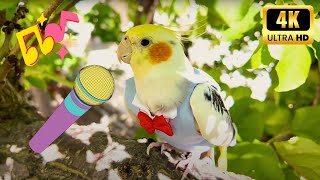 Cockatiel singing and cockatiel whistle in nature