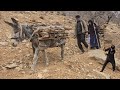 The Hard Life of Iranian Nomads in Zagros | Collecting Firewood in Dangerous Mountains🗻🪵