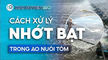 CÁCH XỬ LÝ NHỚT BẠT TRONG AO NUÔI TÔM