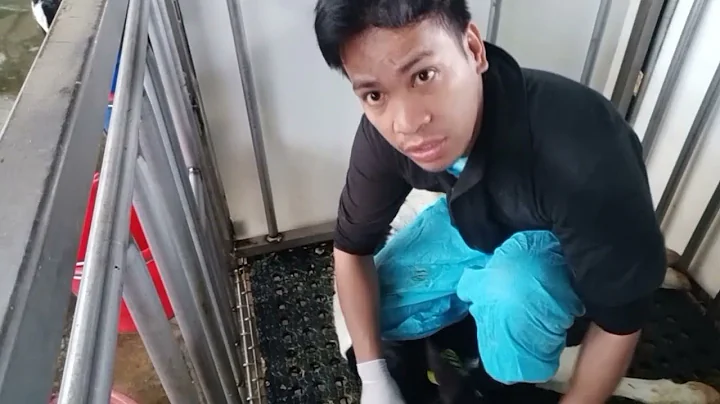 Ear tagging and dehorning to the calves at JJ Farm Valley