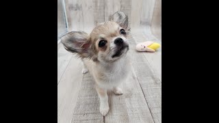Precious Paws of Florida - Jacksonville FL - Chihuahua Puppy Livestream