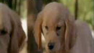 Budderball Likes Waffles