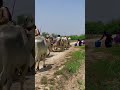 4 bullocks cart in village#farming #shortvideo #villagelife #agriculture #kissan#kissanvideo