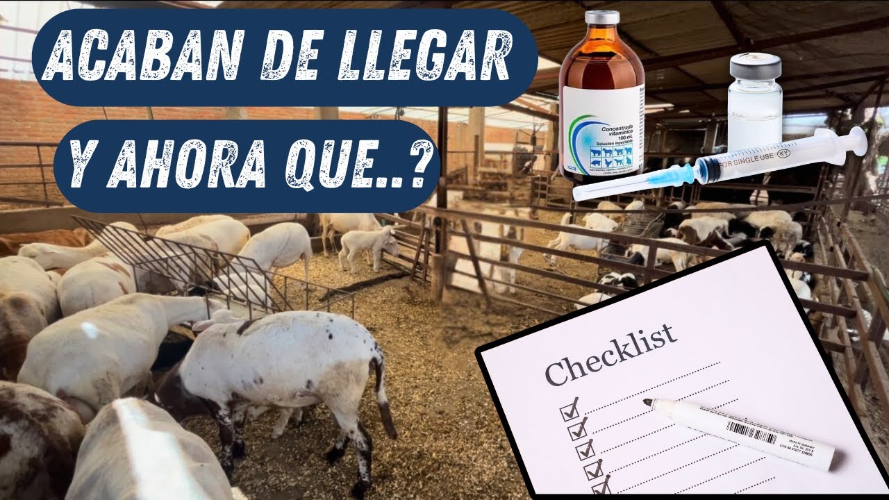 ¿Ya compraste tus BORREGOS? Esto es lo PRIMERO que debes hacer 🐑
