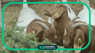Ready to get rid of the Christmas tree? Give it to the goats