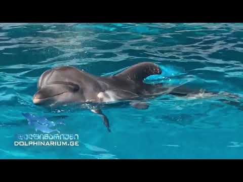 ბათუმის დელფინარიუმში ორი დელფინი დაიბადა