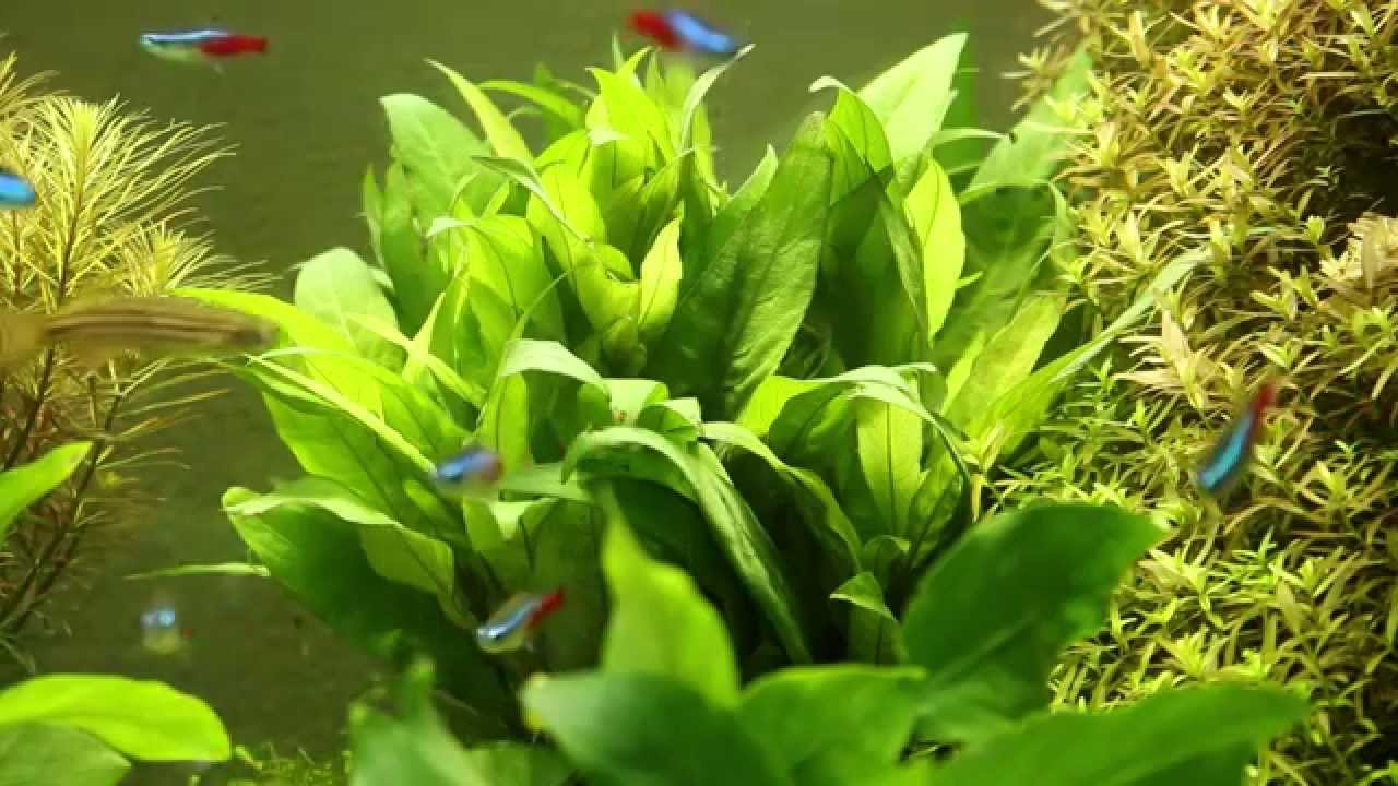 Bacopa caroliniana - , the free encyclopedia