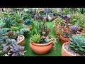 Big Terracotta Pot Succulents and Cactus Arrangement