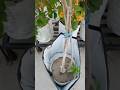 Wet Free Grow Bags for Gardening: Ultimate Guide to Healthy Plants 🌱 | Best Grow Bags for Gardening