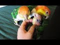 Caique Family Reunion -Baby Update and Co-Parenting Session