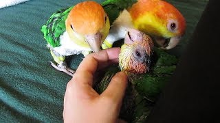 Caique Family Reunion -Baby Update And Co-Parenting Session