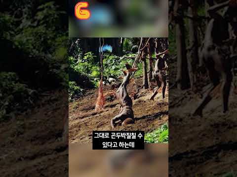   목숨을 건 번지점프