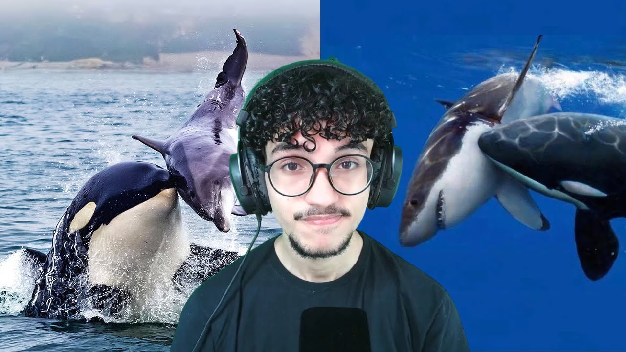 Por isso as orcas são chamadas de baleias assassinas