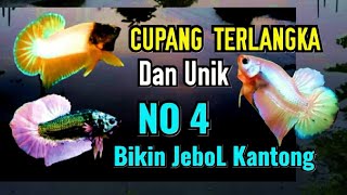 The rarest and most unique Betta fish update