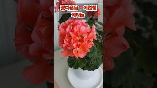 #꽃다운날 #이찬원 #찬또배기 #제라늄 #미스터트롯