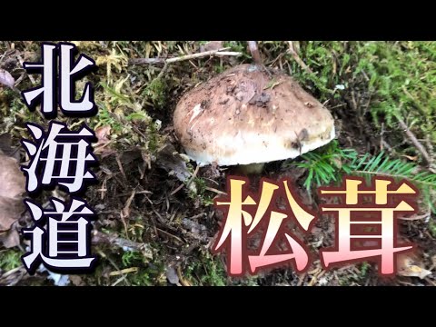 北海道 秋の味覚『松茸』 - YouTube