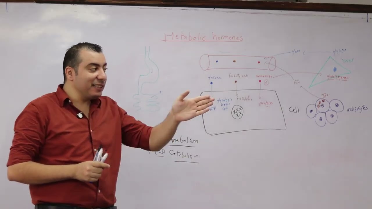 Endocrine revision 1 -- Dr. Ahmed Kantoush