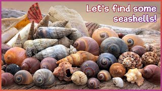 Finding Seashells in the Mangroves | Back to Hervey Bay [Virtual Shelling]