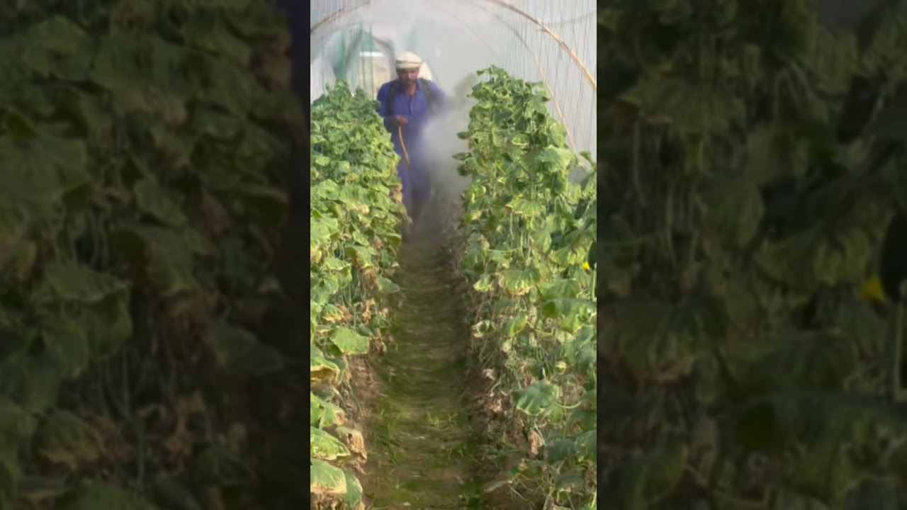 Amino acid plus K+ spray on cucumber plants. 