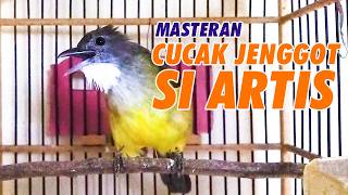 Masteran Cucak Jenggot Gacor  Tembakan Kasar Cocok Untuk Murai Batu