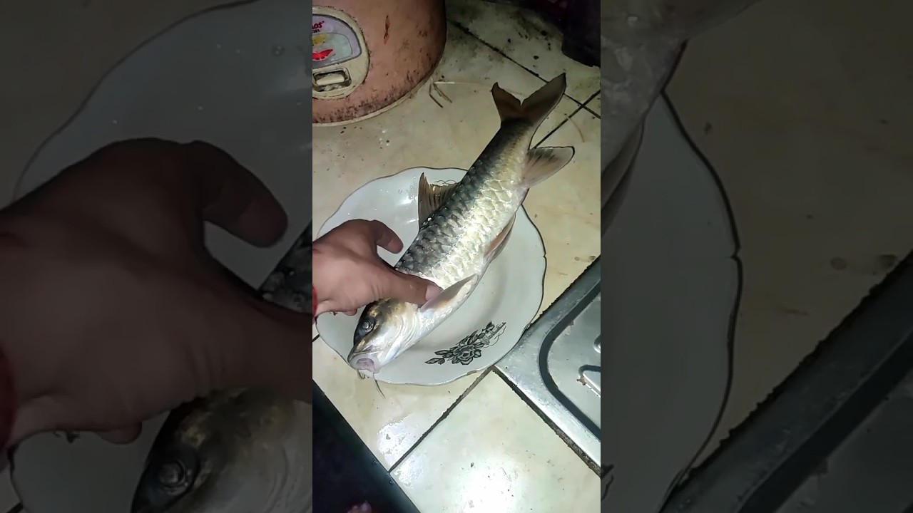 tidak tertolong guys hasil mancing di sungai mrawu 