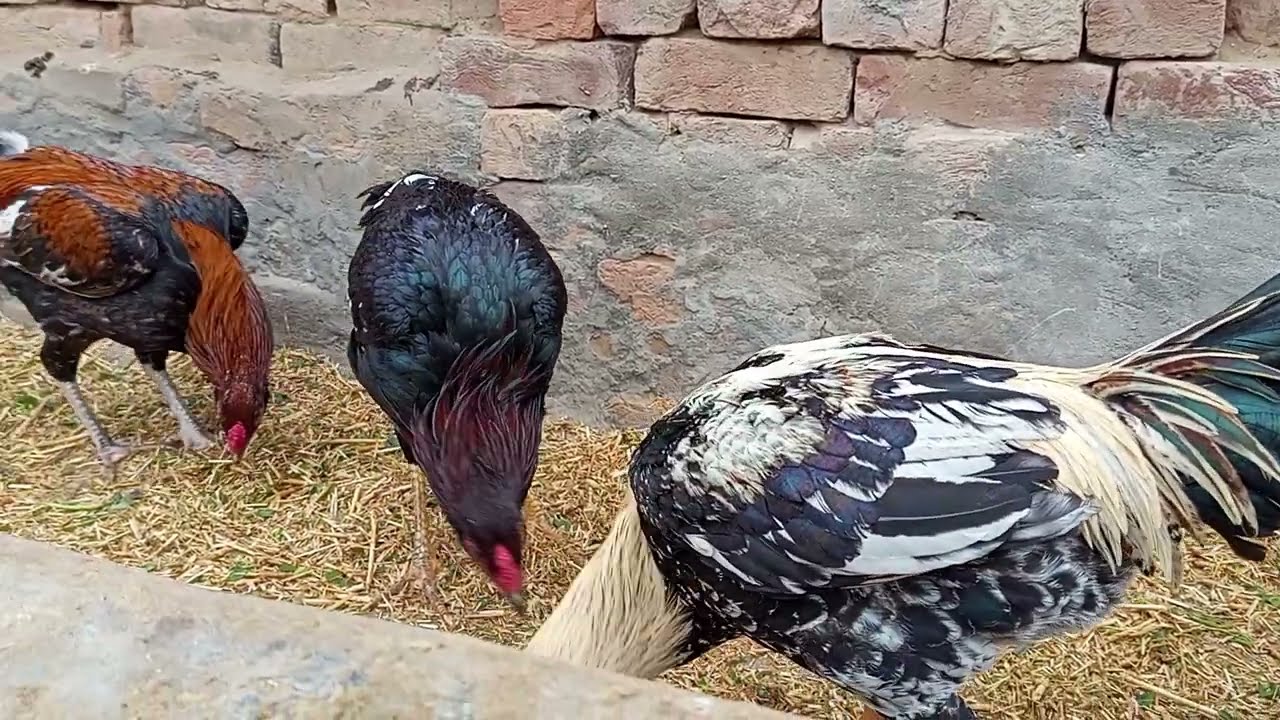 Informative video kabotr cross breeds results 