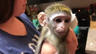 Baby monkey | Preparing Max for Bed