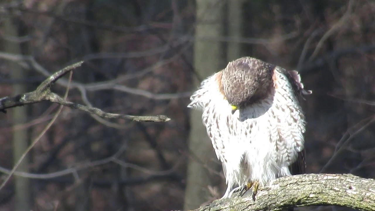 The Red Tailed Hawk Video 