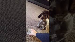 Koby the sprocker puppy learning with daddy Credit  willdavis44