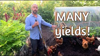 Chicken Compost - Sifting, Feeding hens AND growing nursery crops AT ONCE!?!