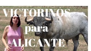 Corrida de Toros Victorinos para ALI CANTE Rafaelillo, Morante de la Puebla y Pablo Aguado