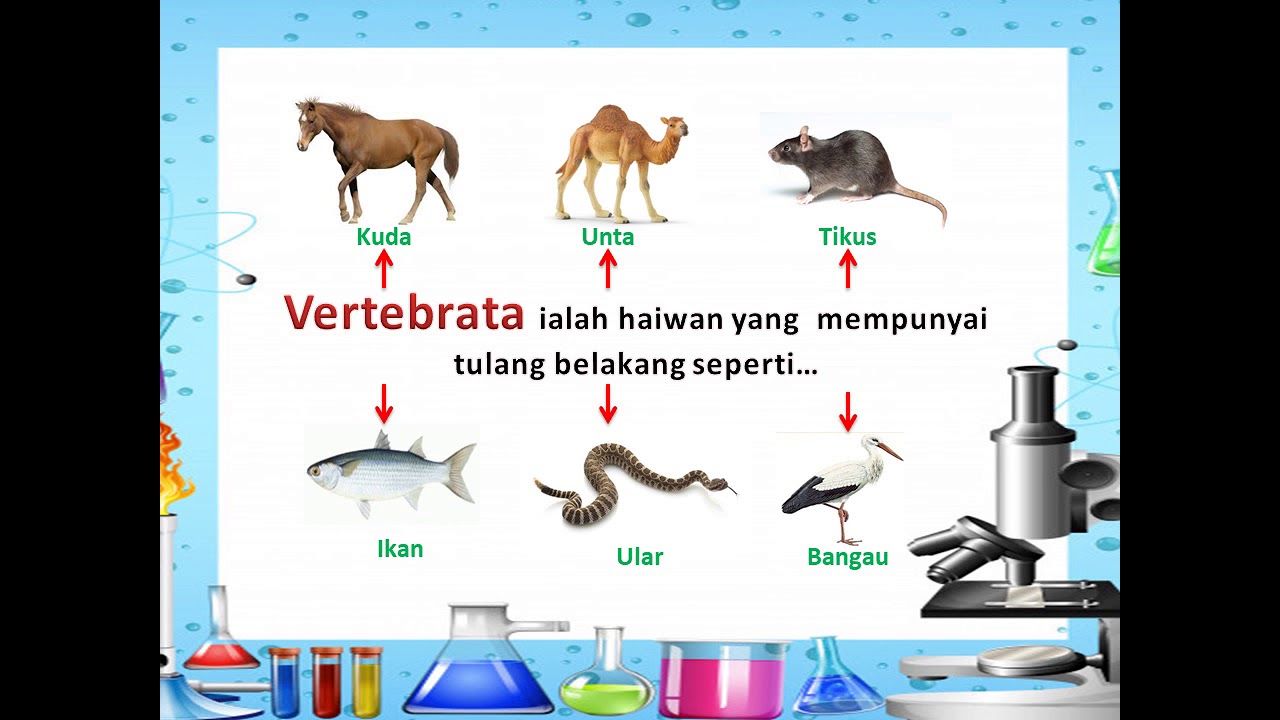 Sains Tahun 4 Haiwan Vertebrata Dan Invertebrata YouTube