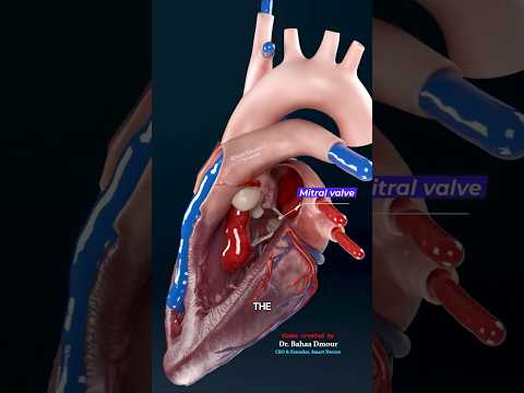 صمامات القلب أبواب تدفق الدم أحادية الاتجاه