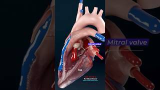 Heart Valves The Oneway Doors Of Blood Flow