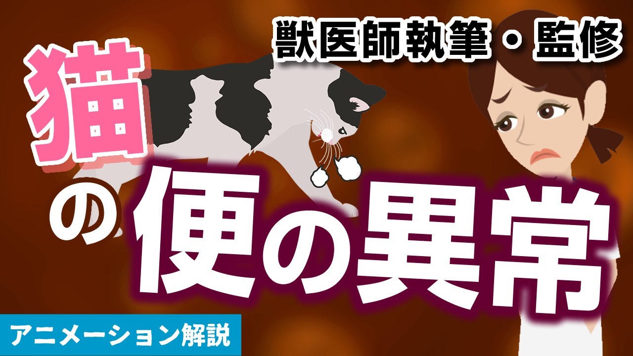 猫の「便の異常」症状について【獣医師執筆監修】症状から治療方法